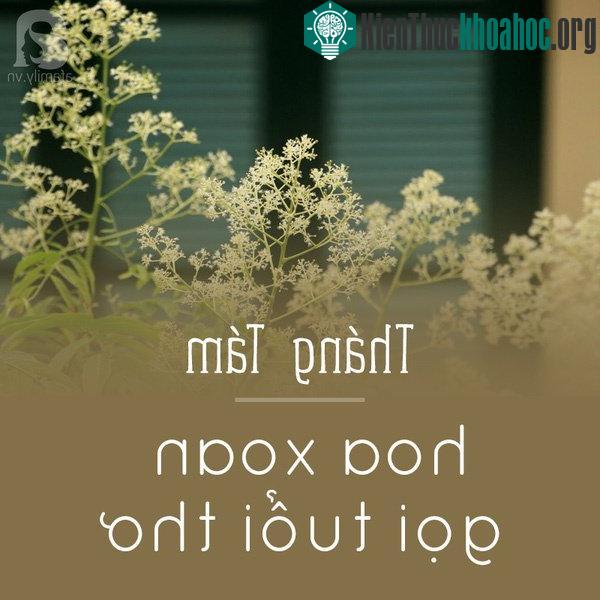 Hoa xoan ở đây chính là dâu da xoan - loại quả cực đặc trưng, gắn với tuổi thơ của biết bao thế hệ. Hoa kết thành từng chùm li ti, mỗi khi có cơn gió thổi qua, từng vạt hoa rơi xuống trắng cả con đ...