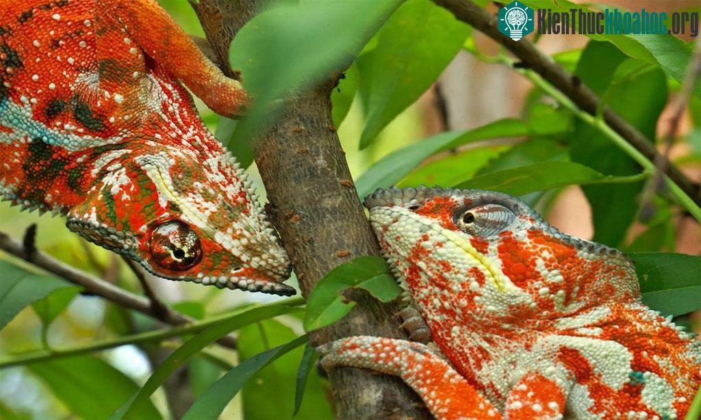 Bộ ảnh chủ đề các loài tắc kè hoa Madagascar bị đe dọa từ việc mất môi trường sống đoạt giải ba thể loại phóng sự ảnh thiên nhiên.