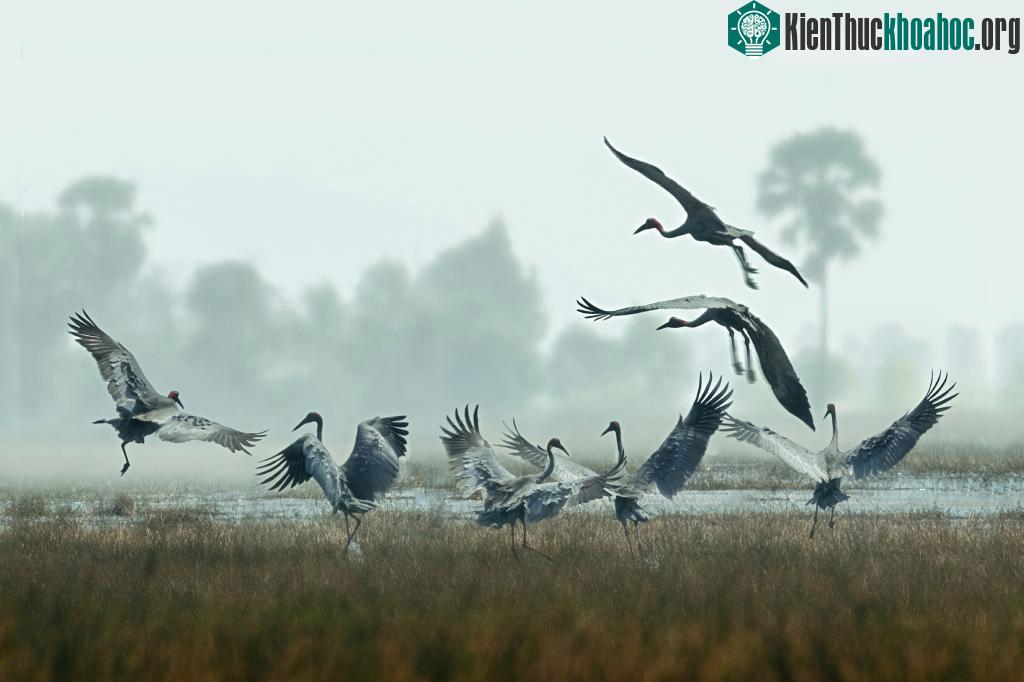 Cảnh thiên nhiên ngoạn mục trong bộ ảnh Sếu của nhiếp ảnh gia Tăng A Pẩu ảnh 9