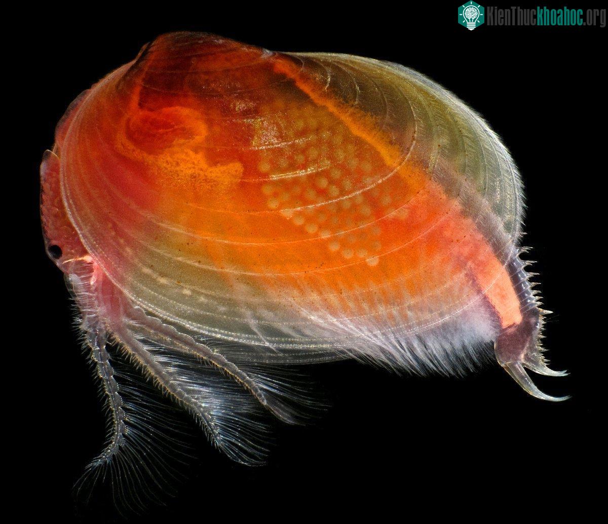 Một con tôm trai (Cyzicus californicus) (Độ phóng đại 25 lần)