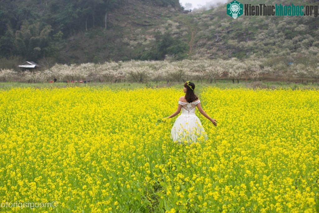 Hiện nay ngoài vẻ đẹp tự nhiên người dân Mộc Châu còn trồng những vườn hoa cải rất đẹp để làm dịch vụ du lịch và chụp ảnh phục vụ du khách. Một vườn hoa cải vàng dưới những tán mận trắng tạo nên kh...