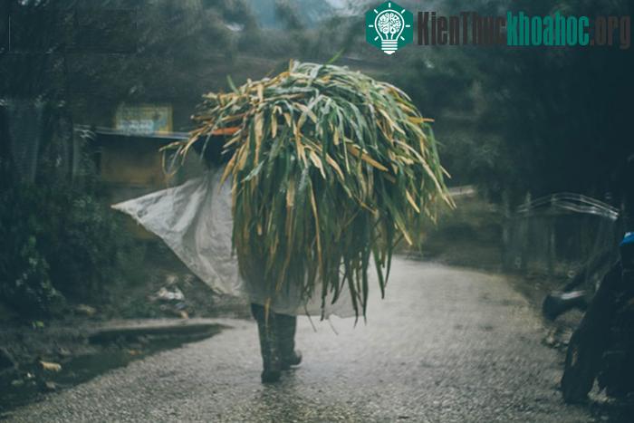 Tuy vậy không phải đứa trẻ nào cũng may mắn được đi ủng và mặc quần áo ấm áp, mỗi mùa đông về