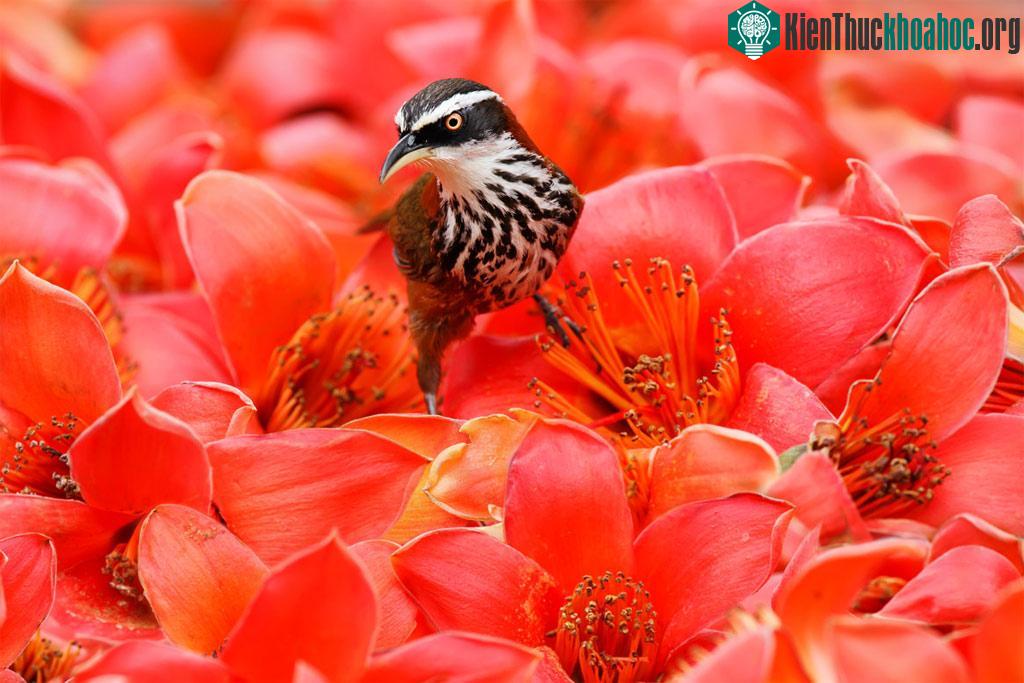 Những cánh chim mùa xuân ảnh 9