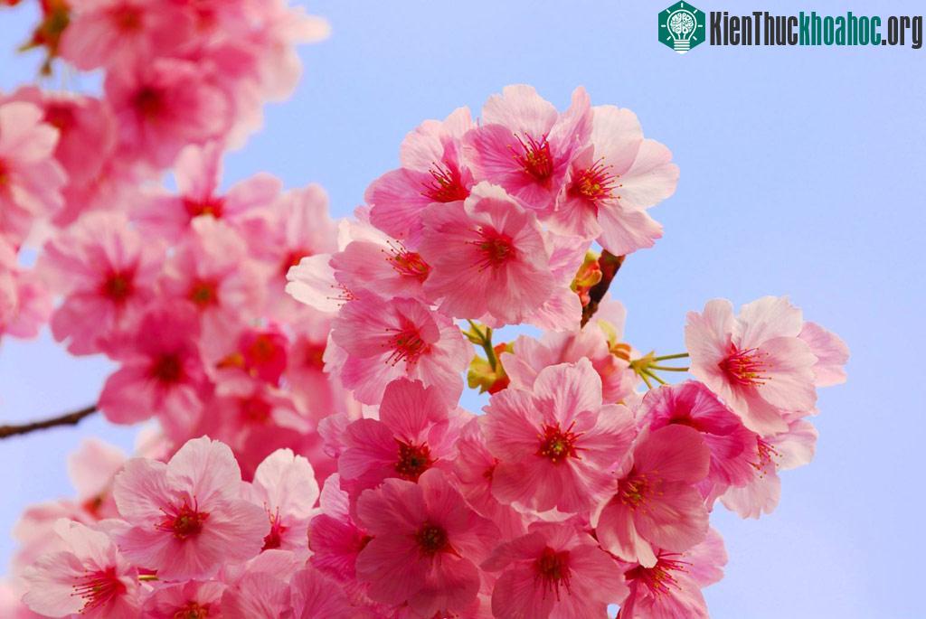 Chính vì thế, lũ yêu tinh được dịp hoành hành, tác oai tác quái làm hại dân làng.