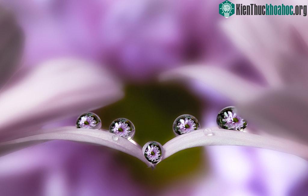 Ngỡ ngàng trước vẻ đẹp lung linh của "hoa trong giọt sương" ảnh 9