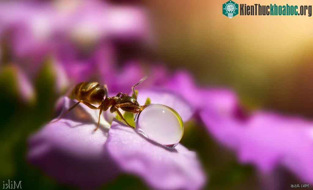 "Đứng hình" với bộ ảnh đẹp long lanh: Giọt sương và con kiến ảnh 9