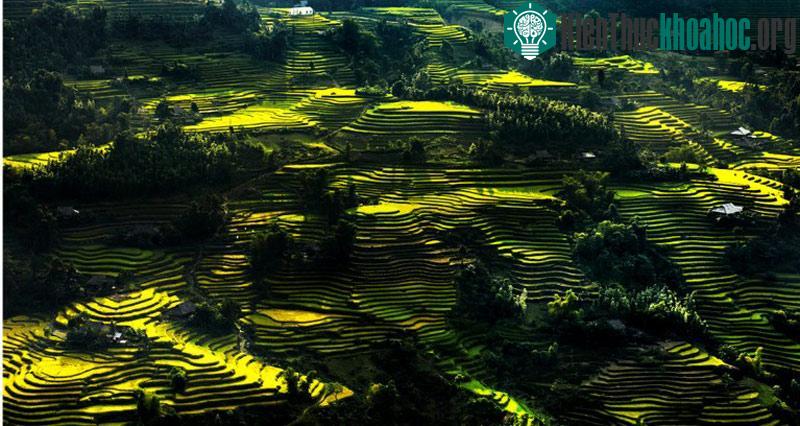 Ruộng bậc thang ở Hoàng Su Phì có đặc trưng là rất cao và xen lẫn cánh rừng vàng.