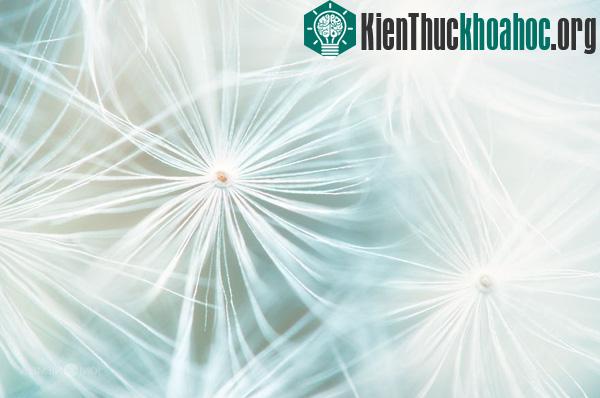 Ngắm hạt giống hoa lung linh trong sương sớm
