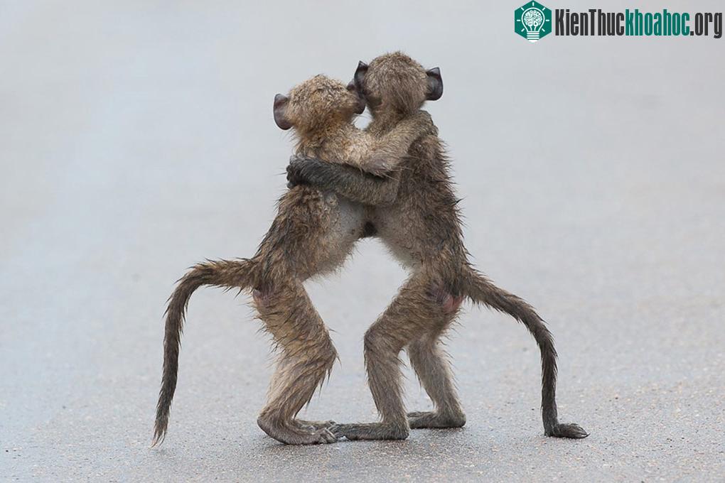 Hình chụp bởi Tony Dilger, Vương quốc Anh