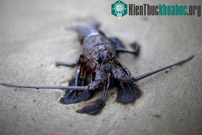 Những hình ảnh khó quên về thảm họa môi trường 2015
