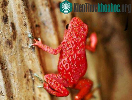 Những hình ảnh ngộ nghĩnh từ động vật và thực vật- ảnh 10