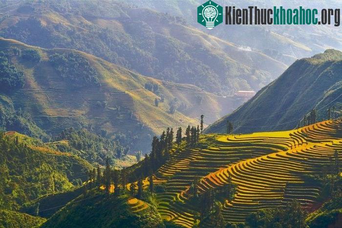 Ruộng bậc thang được tô điểm trong nắng bình minh- (Ảnh: KienTrinh)
