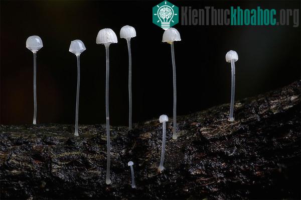 Thế giới kỳ diệu của các loài nấm khi chụp cận cảnh- ảnh 10