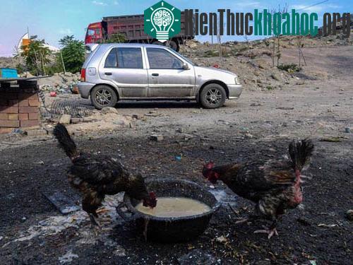 Wuhai, thành phố thuộc khu tự trị Nội Mông là một trong những thành phố bị ảnh hưởng nặng nề nhất của tình trạng ô nhiễm và đô thị hóa. Do tình hình ô nhiễm nghiêm trọng, bộ lông của các con gà sốn...