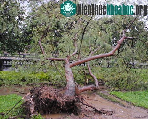 Cây xanh gãy đổ khắp TP Huế