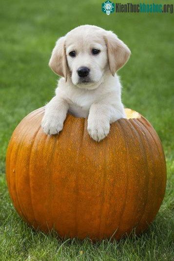 Đây là chú chó thuộc giống Labrador, 6 tuần tuổi, đang đùa giỡn với một quả bí ngô khổng lồ. Chú chó sau này sẽ được các huấn luyện viên tình nguyện huấn luyện để giúp đỡ người mù