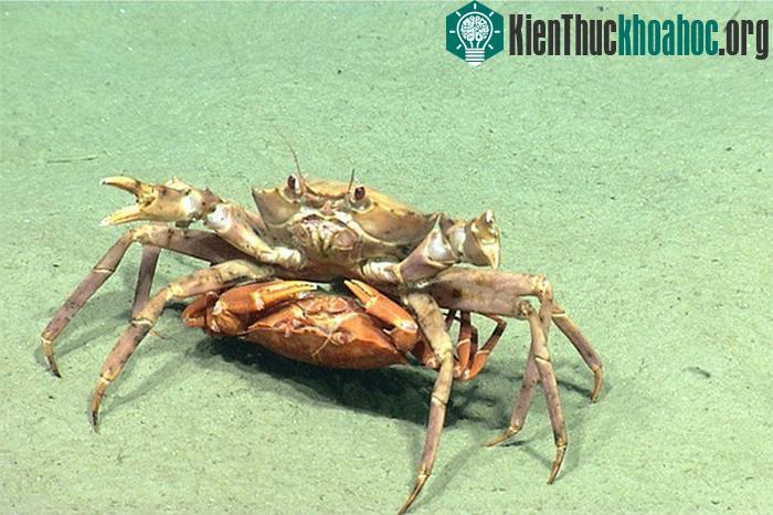Một cặp cua đỏ đang giao phối dưới biển.