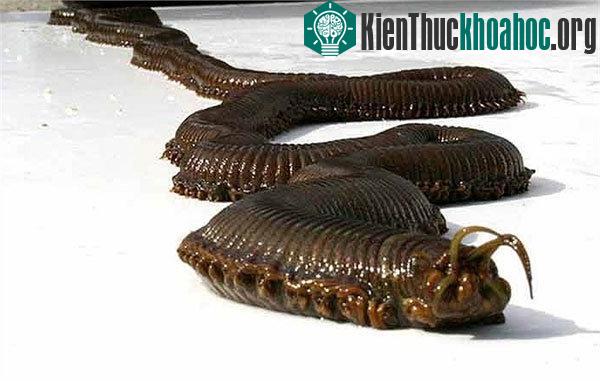 Đứng đầu về độ kỳ dị có lẽ là sâu Bobbit, loài sâu có hình dáng rất giống tạo hình các nhân vật ngoài hành tinh của Hollywood. Chúng có chiều dài lên đến 3m và vẻ ngoài vô cùng đáng sợ.