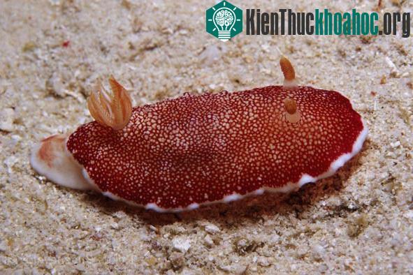 Sên biển Chromodoris. (Ảnh: Diverosa.com)