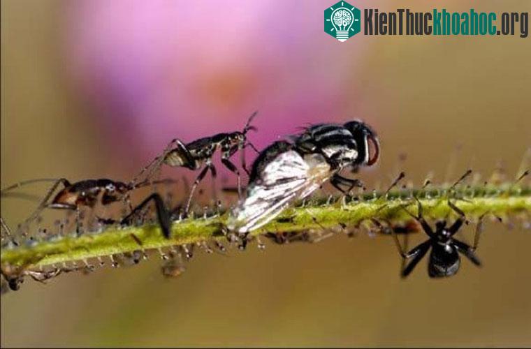 Roridula, cây ăn sâu bọ. Đây được coi là một trong những cây ăn thịt lớn nhất thế giới. Roridula có thể cao tới gần 2m, toàn thân phủ đầy gai nhọn, dính và ngắn. .Nhưng lá cây mới là nơi bắt sâu bọ...