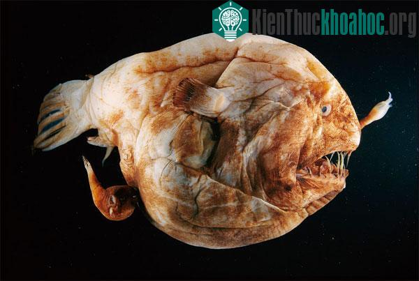 n câu có thể tiêu hóa được con mồi lớn gấp đôi cơ thể chúng. (Ảnh:&nbsp;