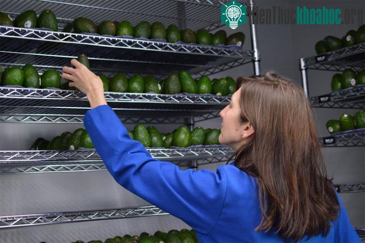 Thạc sỹ Katlin Svik, Giám đốc nghiên cứu thị trường của Apeel Science.