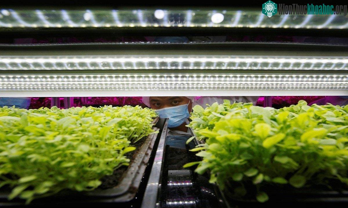 Hiện tại, nhà kho đang gieo trồng 40 loại rau