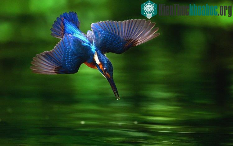 ...học tập thiết kế phần mỏ của chim bói ca khi lao xuống nước săn mồi.