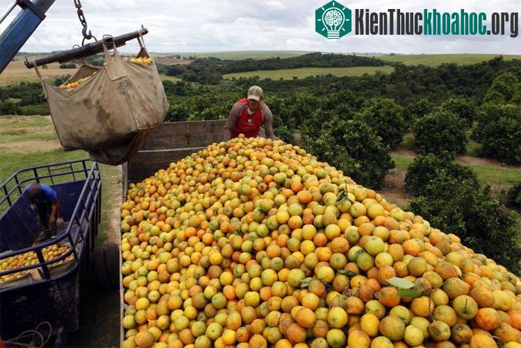 Lớp phủ giúp tránh lãng phí các loại thực phẩm chín quá nhanh.