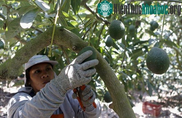 Sản phẩm làm từ thực vật của Apeel có thể kiểm soát tốc độ "thối rữa" của hoa quả.