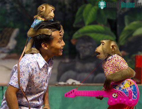Khỉ làm xiếc ảnh 0