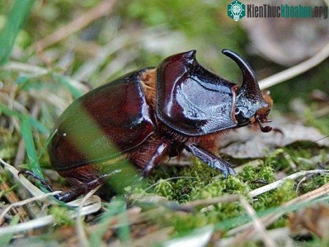10 'lực sĩ' trong thế giới động vật ảnh 0