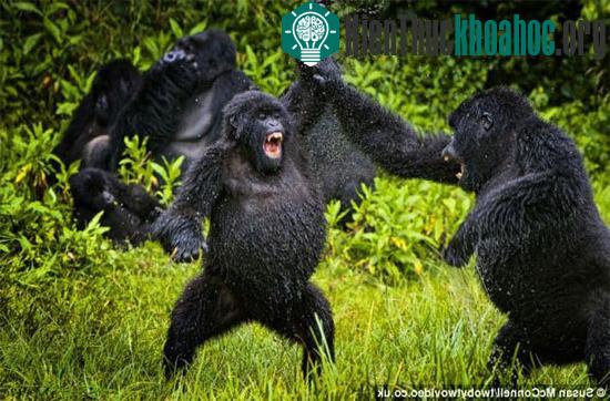 Trong khi cả gia đình đang ngồi thư giãn, 2 chú tinh tinh mới lớn rủ nhau chơi trò “đánh trận”.
