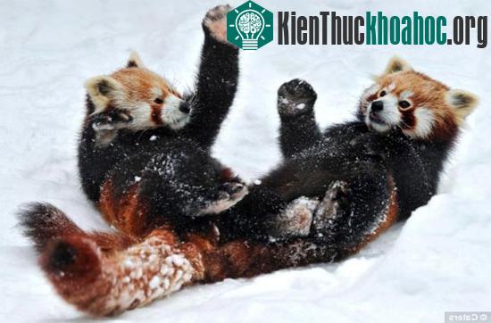 2 chú gấu ôm nhau lăn tròn trên lớp tuyết dày tại vườn thú Tiergarten Schombrunn, Viên, Áo