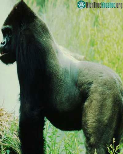 Khỉ đột nặng 390kg, cao 1,76m.