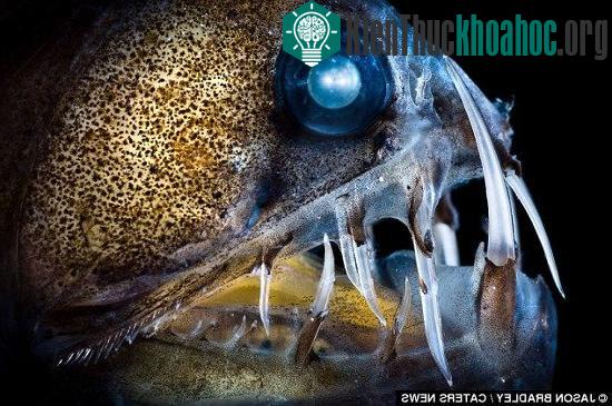 Những bóng ma lởn vởn dưới đáy đại dương