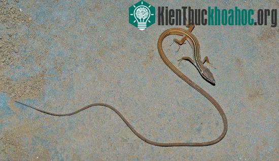 Ở Việt Nam có một loài thằn lằn kỳ lạ với đặc điểm không giống bất kỳ loài&nbsp;thằn lằn nào khác: đuôi chúng dài gấp sáu lần chiều dài thân và đầu.