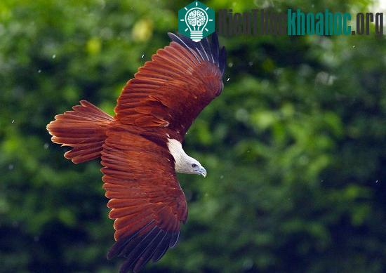 Diều lửa (Haliastur indus) là một loài chim ăn thịt có hình thể cân đối và bộ lông tuyệt đẹp.