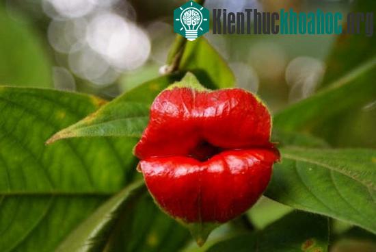 Giống như mọi bông hoa khác, hoa của loài cây Psychotria Elata cũng tiến hóa để thu hút sự chú ý của những con vật thụ phấn&nbsp;như ong, bướm, chim ruồi. Thứ mà bạn thấy trong ảnh là lá đài của bô...