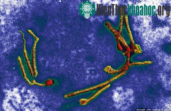 Virus Ebola