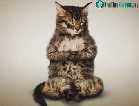 Dan Borris, một nhiếp ảnh gia, đã chụp ảnh những con mèo tập yoga.