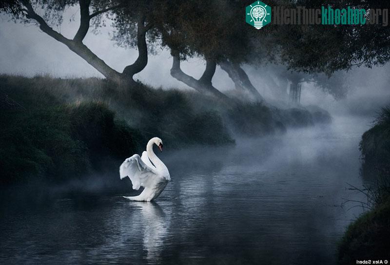 Thiên nga vỗ cánh trong sương mù buổi sớm tại Công viên Richmond, London, Anh
