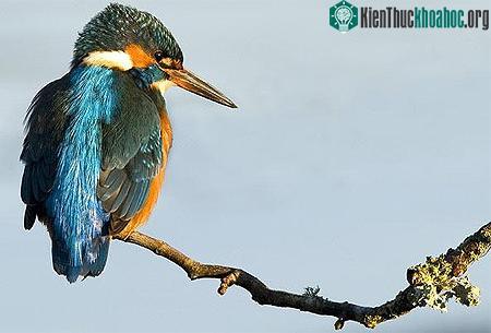 Khoảnh khắc đẹp của chim bói cá ảnh 0
