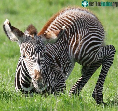 Ảnh đẹp động vật trong tuần ảnh 1