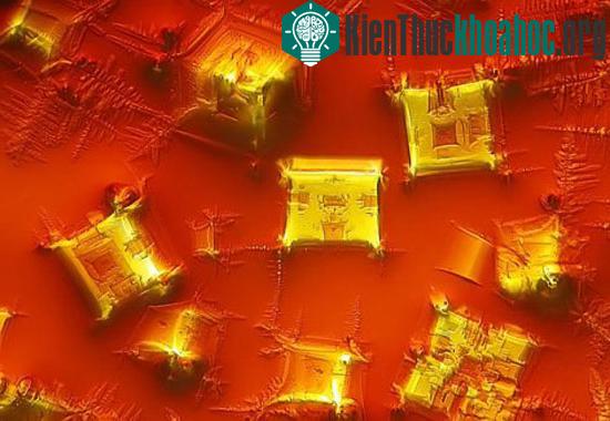 Những bức ảnh thế giới vi mô đẹp nhất năm 2010 ảnh 1