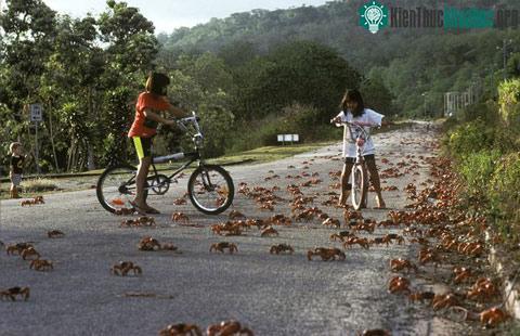 Hành trình kỳ lạ của cua đỏ ảnh 1