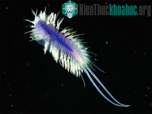 10 động vật biển kỳ lạ ảnh 1