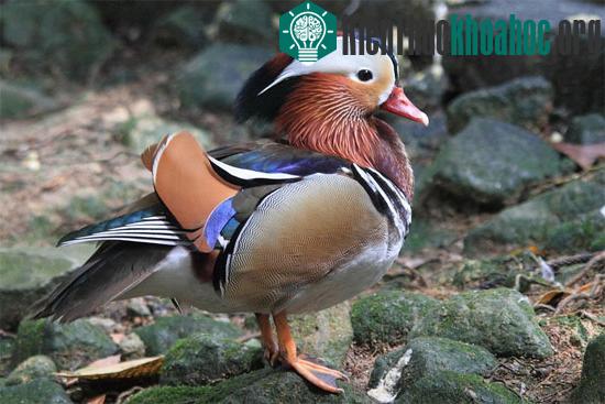 Uyên ương (Aix galericulata)