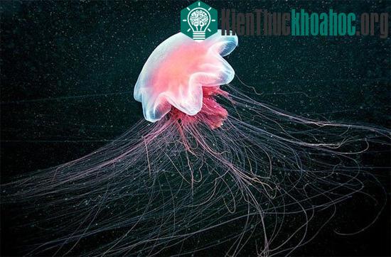 Con sứa bờm sư tử lớn nhất được tìm thấy ở ngoài khơi vịnh Masachusetts, có đường kính thân là 2,29m, chiều dài xúc tu lên tới 37m.