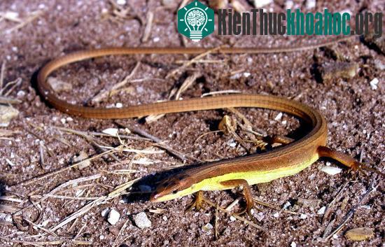 Đó chính là liu điu (Takydromus sexilineatus), một loài thằn lằn nhỏ thường sống trong các bãi cỏ, bụi cây.